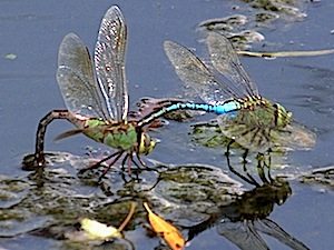 Common Green Darner - Anax junius